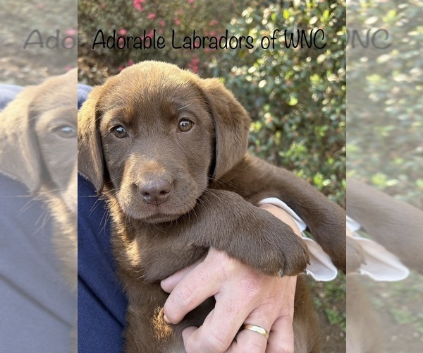 Medium Photo #3 Labrador Retriever Puppy For Sale in SYLVA, NC, USA