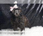 Puppy Ava AKC Poodle (Toy)