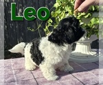 Image preview for Ad Listing. Nickname: leo