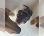 Small Photo #22 Dachshund Puppy For Sale in SAINT CLOUD, FL, USA
