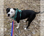 Small #16 American Pit Bull Terrier Mix