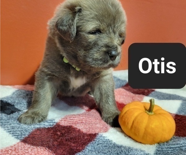 Medium Photo #5 Tibetan Mastiff Puppy For Sale in PRINCETON, MN, USA