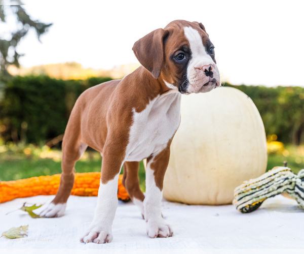 Medium Photo #4 Boxer Puppy For Sale in WAKARUSA, IN, USA