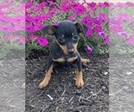 Small #3 Miniature Pinscher