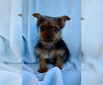 Small Photo #4 Yorkshire Terrier Puppy For Sale in FAIR HAVEN, MI, USA