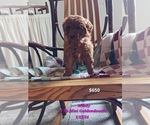 Small Photo #14 Goldendoodle (Miniature) Puppy For Sale in TOPEKA, IN, USA