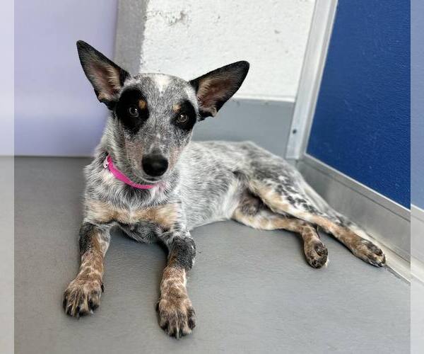 Medium Photo #1 Mutt Puppy For Sale in Paso Robles, CA, USA