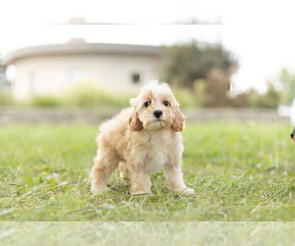 Medium Photo #4 Maltipoo Puppy For Sale in WARSAW, IN, USA