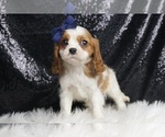 Small #1 Cavalier King Charles Spaniel