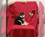 Small Photo #4 Siberian Husky Puppy For Sale in ALTON, IL, USA