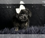 Small Photo #13 Morkie Puppy For Sale in WARSAW, IN, USA