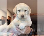 Small #2 Labrador Retriever