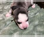 Puppy ROCKET Siberian Husky