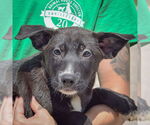 Small #4 German Shepherd Dog Mix