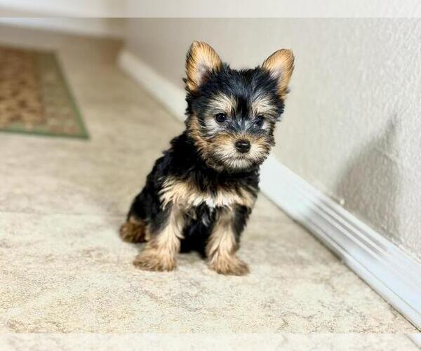Medium Photo #3 Silky Terrier Puppy For Sale in TUCSON, AZ, USA