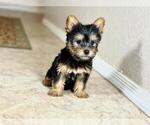 Small #2 Silky Terrier
