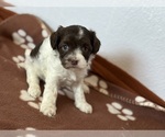 Small #2 Havanese