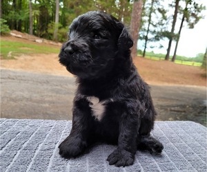Bouvier Des Flandres-Poodle (Standard) Mix Puppy for Sale in ANDERSON, South Carolina USA