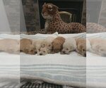 Small #6 English Cream Golden Retriever