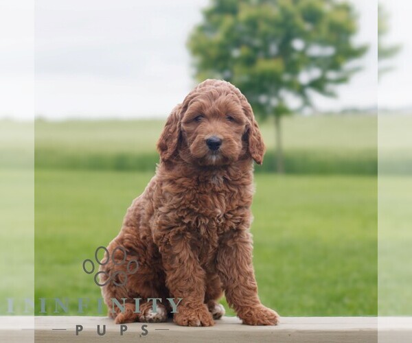 Medium Photo #3 Goldendoodle Puppy For Sale in NARVON, PA, USA
