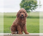 Small #2 Goldendoodle