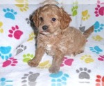 Small Photo #10 Cavapoo-Poodle (Miniature) Mix Puppy For Sale in ORO VALLEY, AZ, USA