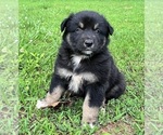Puppy Aladdin Australian Shepherd