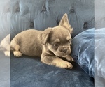 Small #6 French Bulldog