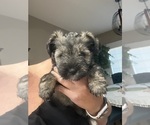 Puppy Female Puppy Schnauzer (Miniature)