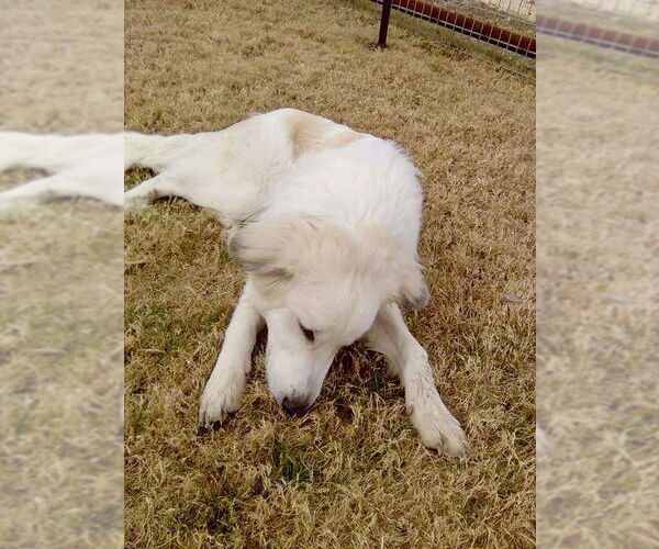 Medium Photo #6 Great Pyrenees Puppy For Sale in Spring, TX, USA