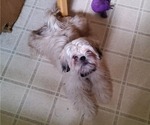 Small Photo #9 Shih Tzu Puppy For Sale in SAINT CHARLES, MO, USA