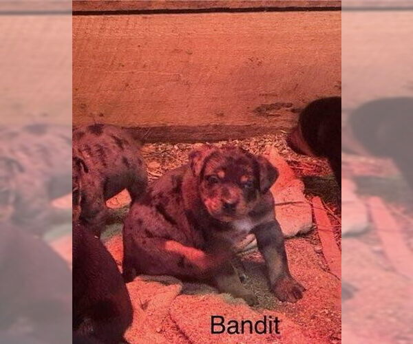 Medium Photo #1 Mutt Puppy For Sale in Mooresville, NC, USA