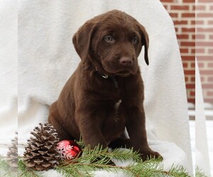 Labrador Retriever Puppy for sale in NEW HOLLAND, PA, USA