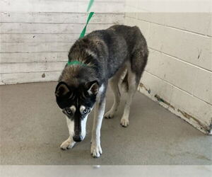 Siberian Husky Dogs for adoption in San Bernardino, CA, USA