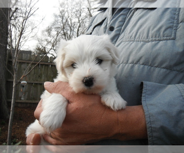 Medium Photo #16 Coton de Tulear Puppy For Sale in COLUMBIA, MO, USA