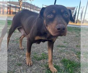American Staffordshire Terrier-Unknown Mix Dogs for adoption in San Antonio, TX, USA