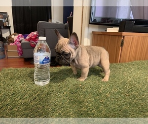 French Bulldog Puppy for sale in LOS ANGELES, CA, USA