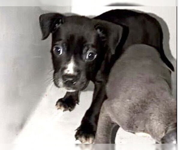 Medium Photo #2 Labrador Retriever-Unknown Mix Puppy For Sale in Houston, TX, USA