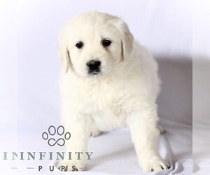 English Cream Golden Retriever Puppy for sale in GORDONVILLE, PA, USA