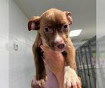 Small Labrador Retriever Mix