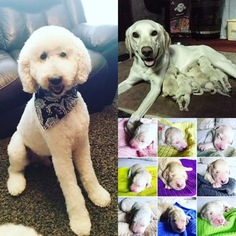Father of the Labradoodle puppies born on 05/21/2017