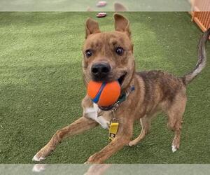 Medium American Pit Bull Terrier-Chihuahua Mix