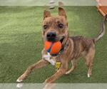 Small American Pit Bull Terrier-Chihuahua Mix