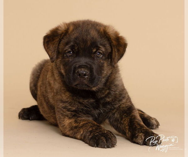 Medium Photo #1 Chesapeake Bay Retriever-Unknown Mix Puppy For Sale in Winter Park, CO, USA