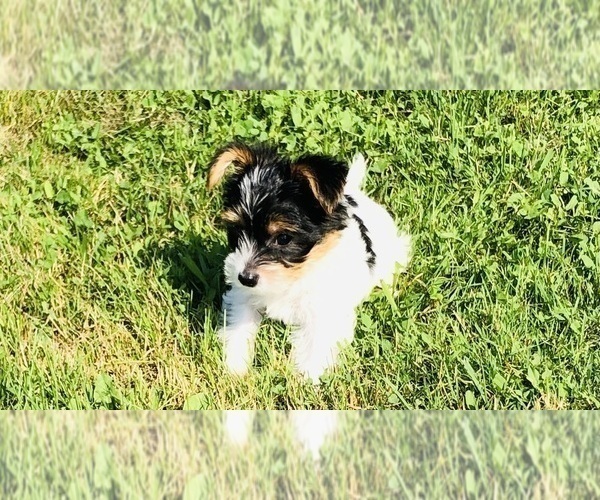 Medium Photo #5 Yorkshire Terrier Puppy For Sale in MILWAUKEE, WI, USA
