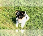 Small #4 Yorkshire Terrier