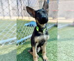 Small German Shepherd Dog Mix