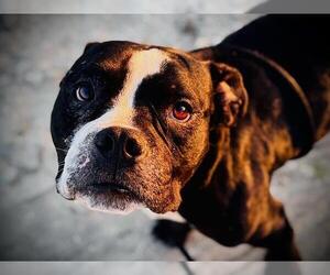Bulldog-Unknown Mix Dogs for adoption in Orlando, FL, USA