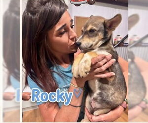 Rocky - Male German Shepherd Dog-Unknown Mix Dog for Adoption - Photo #2