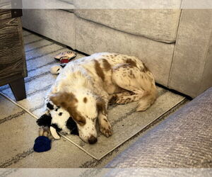 Australian Shepherd-English Setter Mix Dogs for adoption in Virginia Beach, VA, USA